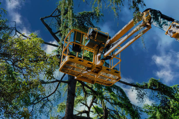 Best Tree Pruning Services  in Lake Waccamaw, NC